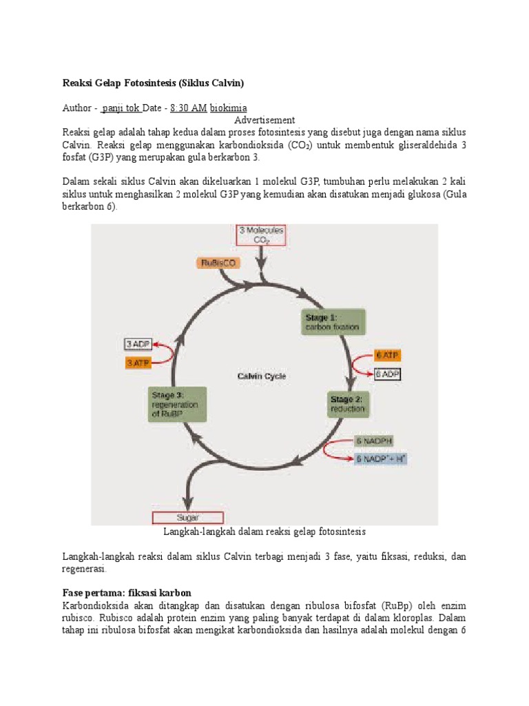 Reaksi Gelap Fotosintesis   Reaksi Gelap Fotosintesis