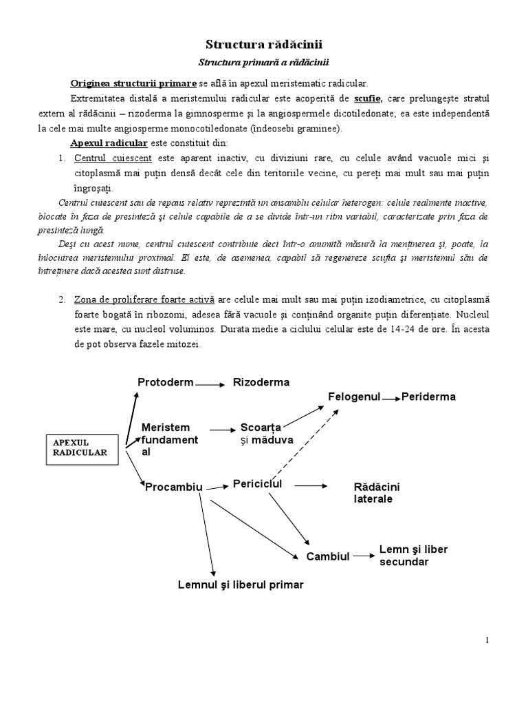 I.structura Primara Si Secundara A Radacinii PDF