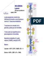 gluconeogeneis.pdf
