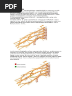 Plexo Braquial