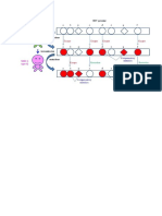 HIV Genome