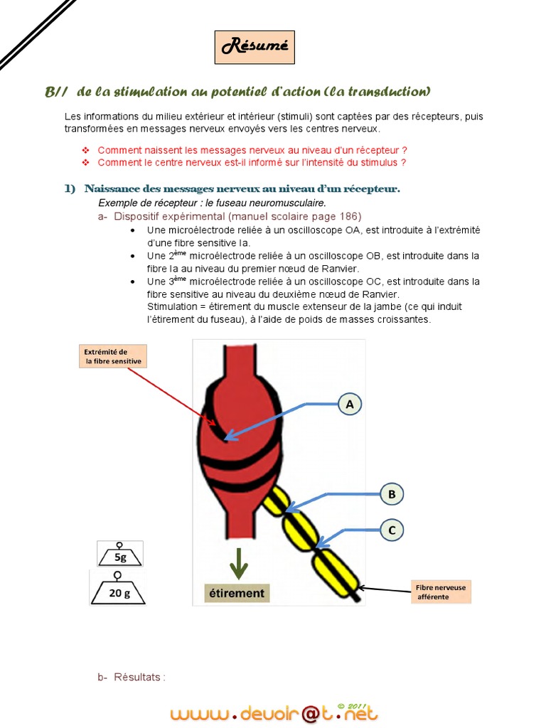 Transduction sensorielle et PA | PDF | Anatomie animale | Neurobiologie
