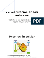 La Respiracion en Los Animales