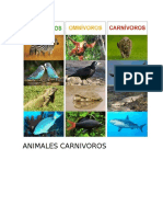 Animales Carnivoros