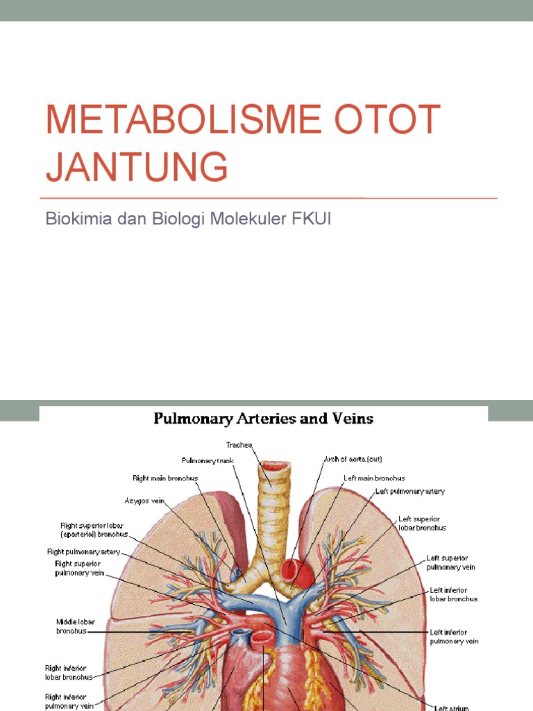 Metabolisme Otot Jantung