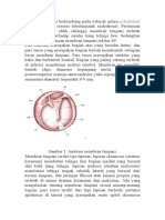 Anatomi Membran Timpani