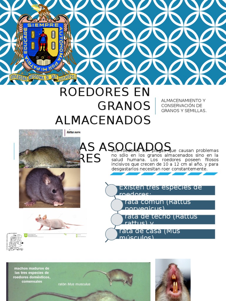 Control de Roedores en Granos Almacenados | PDF | Rata | Roedor