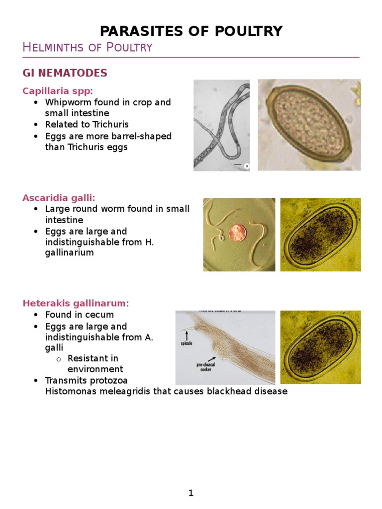 Parasites of Poultry Gastrointestinal Tract Public Health
