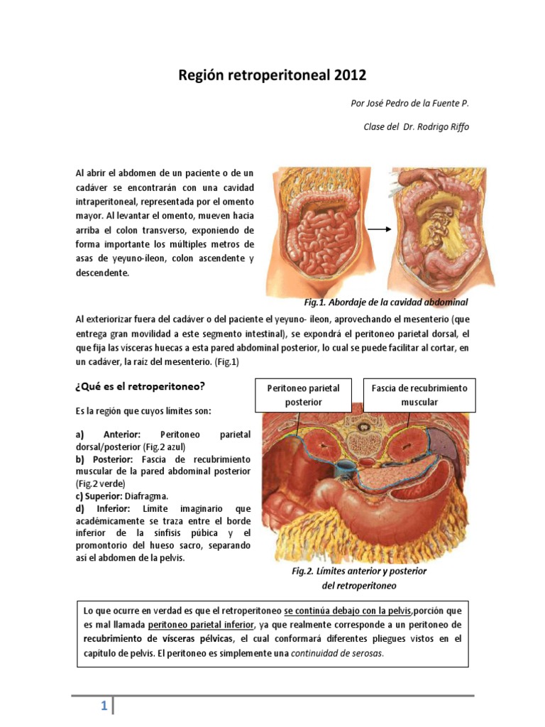 Anatomía del Retroperitoneo y Estructuras | PDF | Abdomen | Riñón