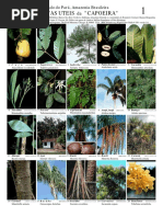 Estado Do Pará, Amazônia Brasileira Plantas Úteis Da Capoeira