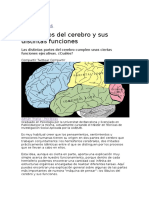 1 Neurociencias - Los Lóbulos Del Cerebro y Sus Distintas Funciones