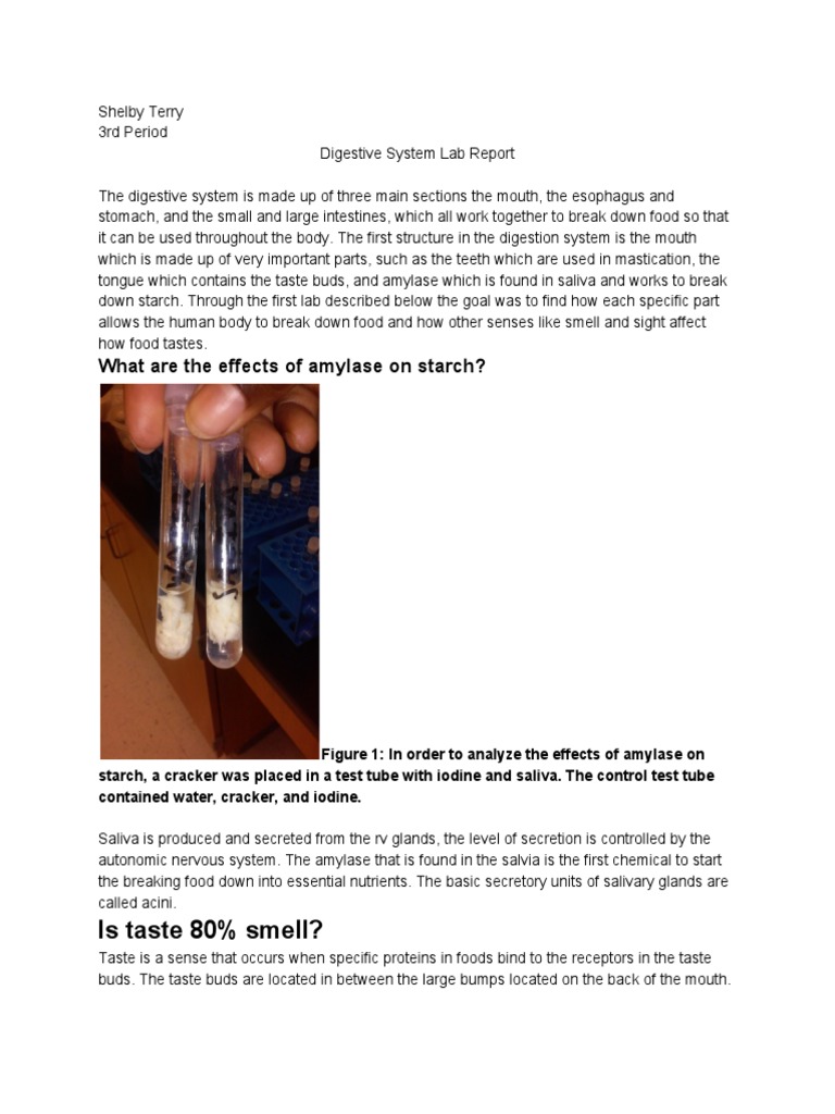 Digestivesystemlabreport | PDF | Saliva | Digestion