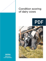 BCS Dairy Cattle PDF