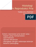 Histologi Sistem Reproduksi Pria