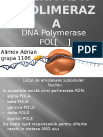 ADN Polimeraza