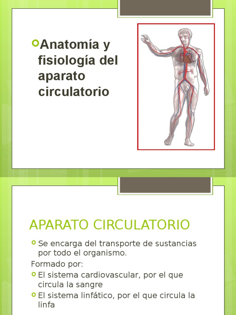 Sistema Circulatorio diapositiva