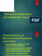 Neisseria Acinetobacter Baumanii: Moraxella Catarrhalis