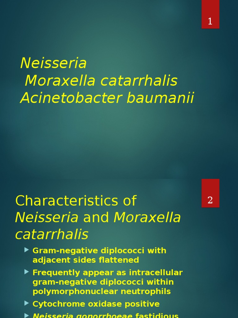 Moraxella Catarrhalis Gram Stain