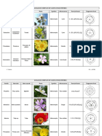 Diagrammes Et Formules Florales - Copie