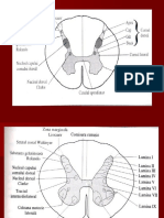 Maduva Spinarii