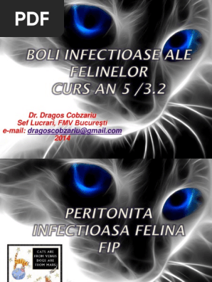 Curs An5 Pisici Peritonita Infectioasa Felina PDF  PDF