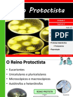 Reino Protista