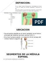 Exposicion-Médula Espinal