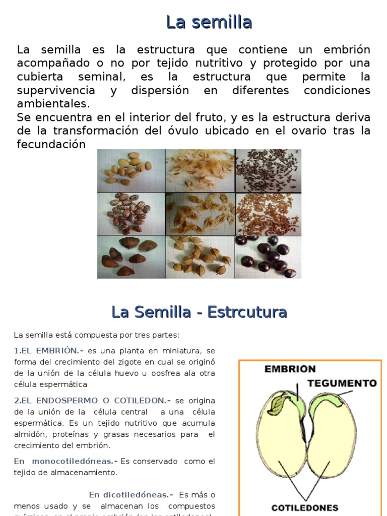 Honorable Descendencia huella La Semilla | PDF | Semilla | Polen
