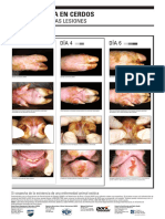 Fiebre Aftosa en Cerdos Progresion de Las Lesiones