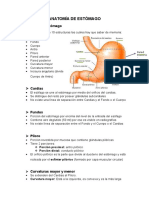 Anatomía de Estómago