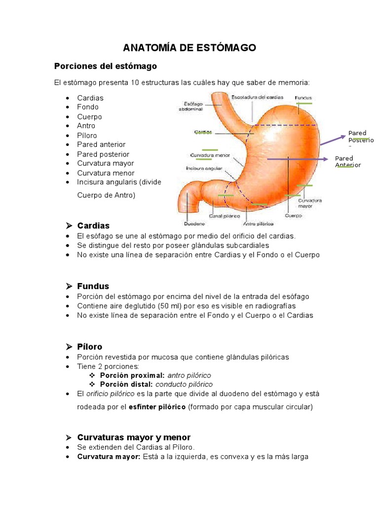 Anatomía de Estómago Estómago Gastroenterología