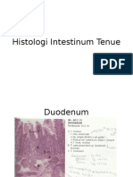 Histologi Intestinum Tenue