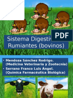 Sistema Digestivo de Rumiantes