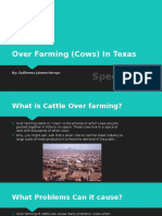 over farming  cows  in texas
