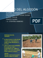 Cultivo Del Algodón 