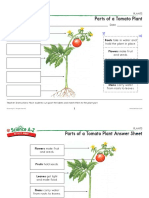 Plantsk-2 Plant Parts Activity Sheet