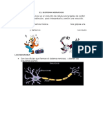 El Sistema Nervioso