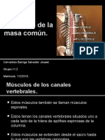 Músculos de La Masa Común.: Cervantes Barriga Salvador Josaet. Grupo:11.2 Matricula: 1123318