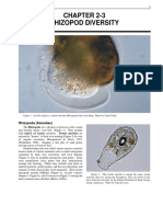 Chapter 2-3 Rhizopod Diversity: Rhizopoda (Amoebas)