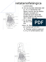 Flexión Metatarsofalángica