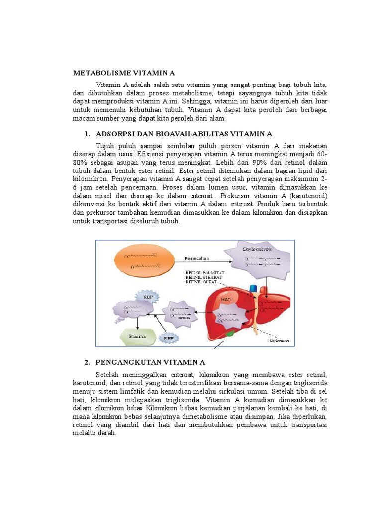 Metabolisme Vitamin Larut Dalam Lemak