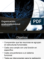 Organización Anatomofuncional