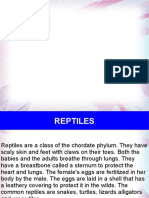 Reptiles3.ppt