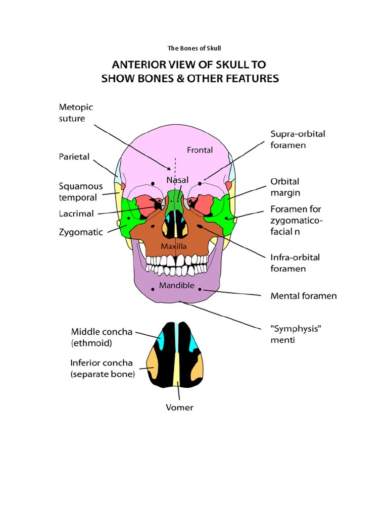 Anatomy of the Skull Bones | PDF