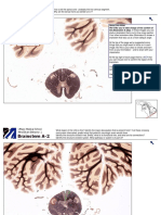 BrainstemA Atlas