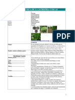 Jatropha Curcas PDF