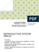 Anatomi-histologi Reproduksi Pria