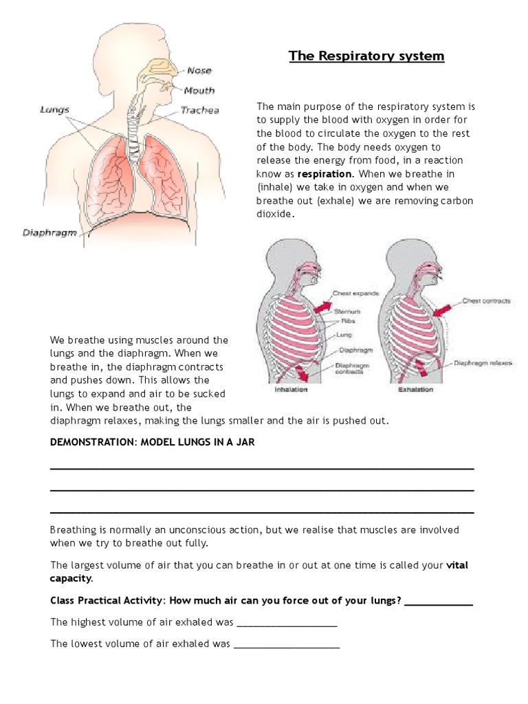 Respiratory System Notes Lung Breathing