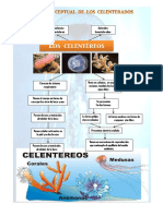 Mapa Conceptual de Los Celenterados