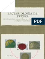 Aula Prática Bacteriologia de peixes